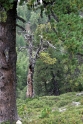 Gnarled trees, Aletsch Switzerland 7